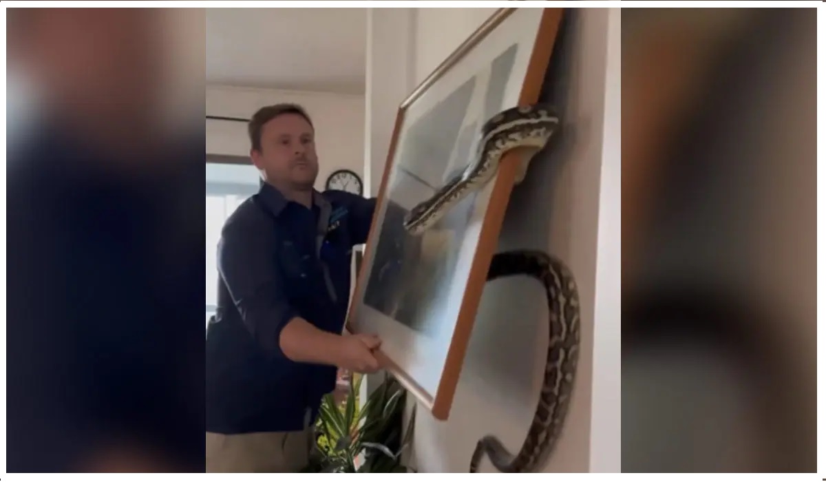 Python Hides Behind Photo Frame Hanging in Australia Home