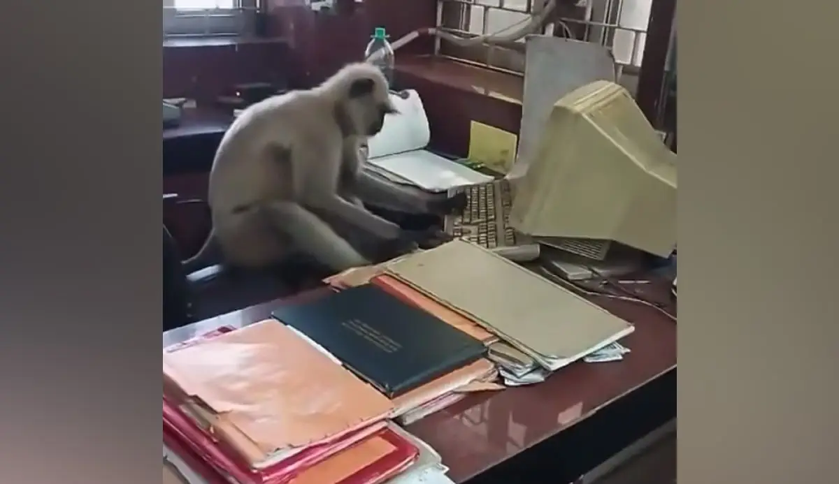 Langur Using Computer at West Bengal Railway Office