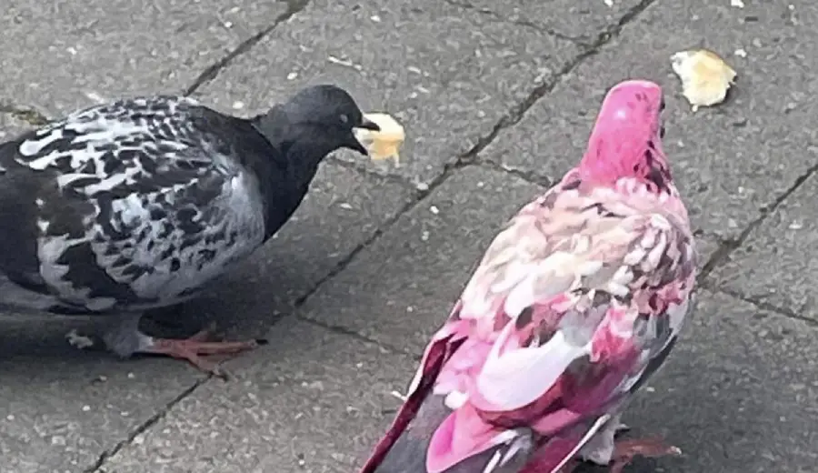 UK Residents Confused After Pink Pigeon Seen
