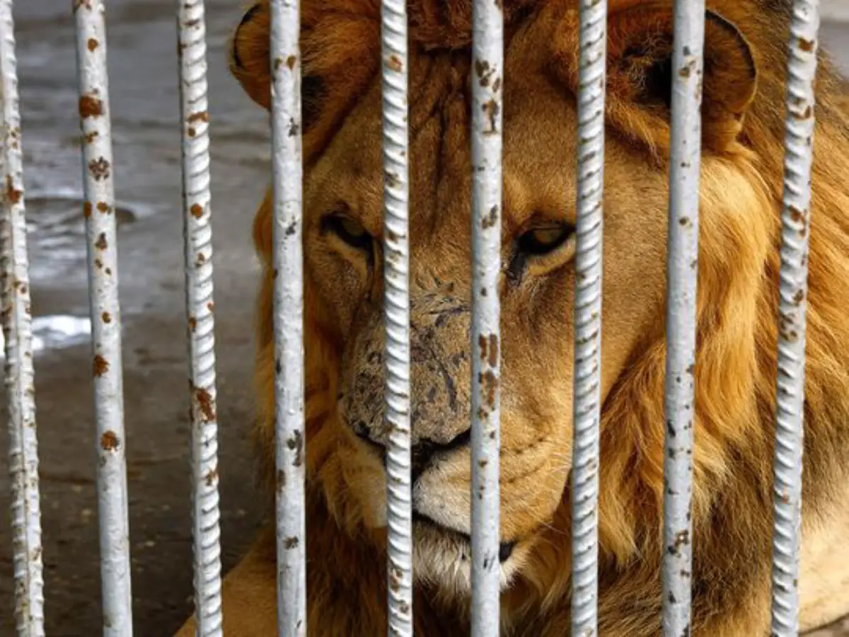 A Japanese Zookeeper Died After Being Attacked By A Lion