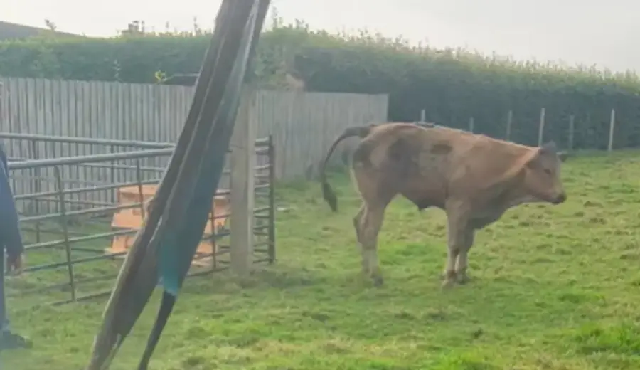 A Cow Falls into A Tiny Sinkhole in The UK