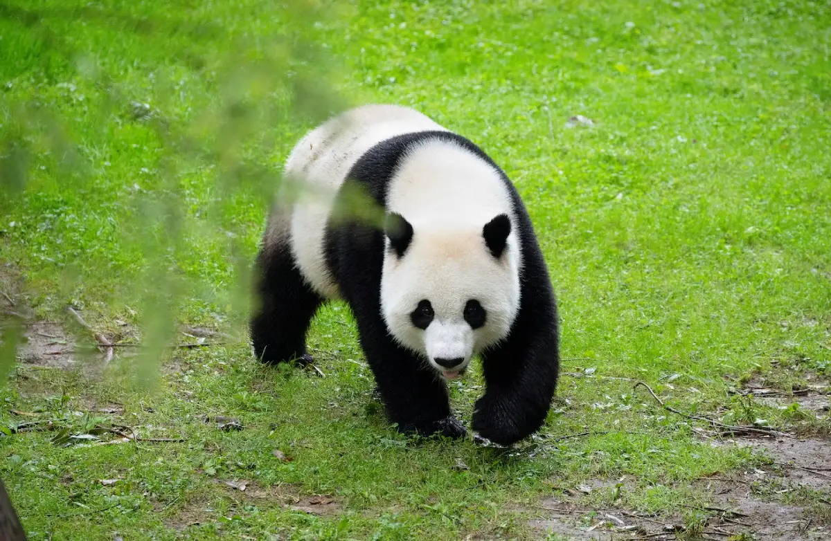The US Won't Have Any Pandas