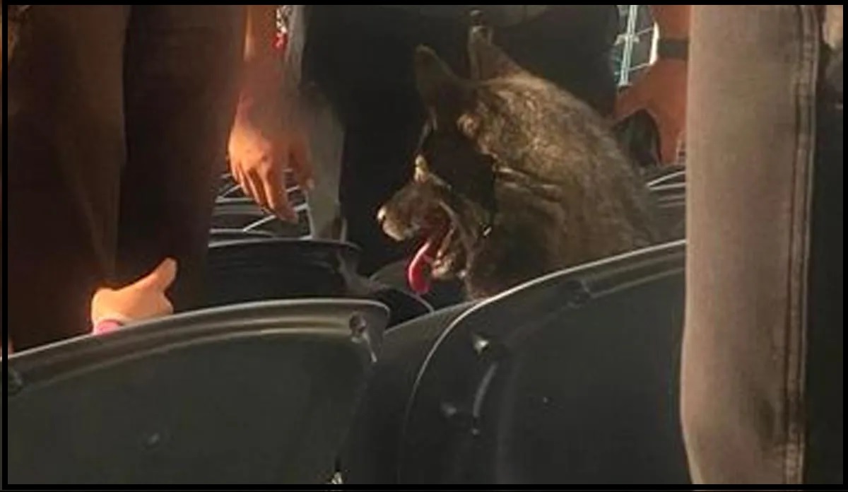 A Dog Attends the Entire Metallica Set